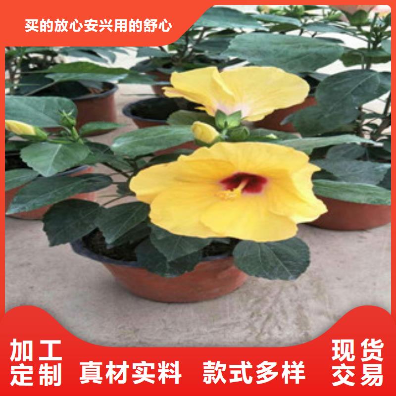 花海景观五一国庆草花批发量大更优惠