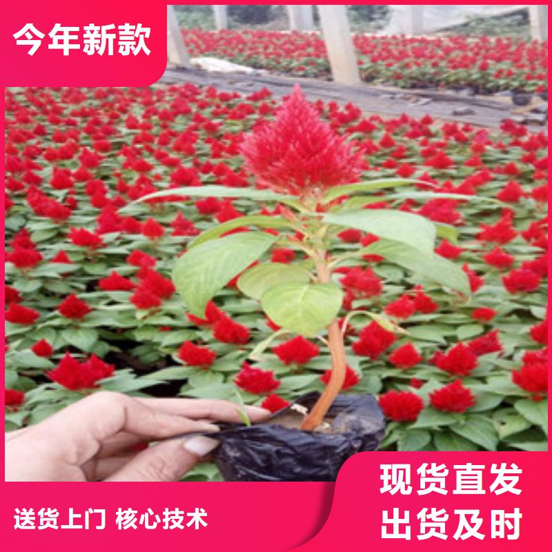 花海景观,观赏草/蒲苇狼尾草价格实在