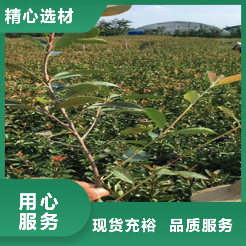 花海景观【宿根花卉基地】免费回电