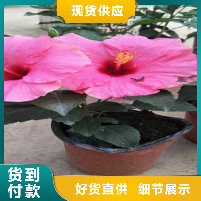 【花海景观花海景观工程用心做好每一件产品】