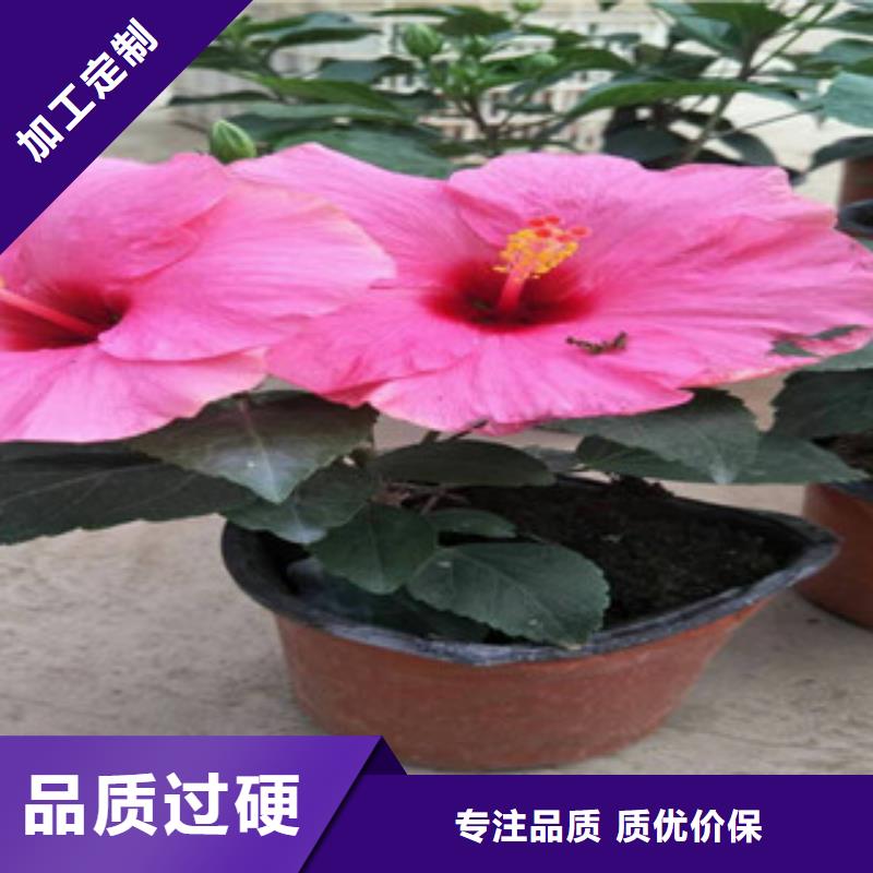 花海景观水生植物/荷花睡莲厂家直营