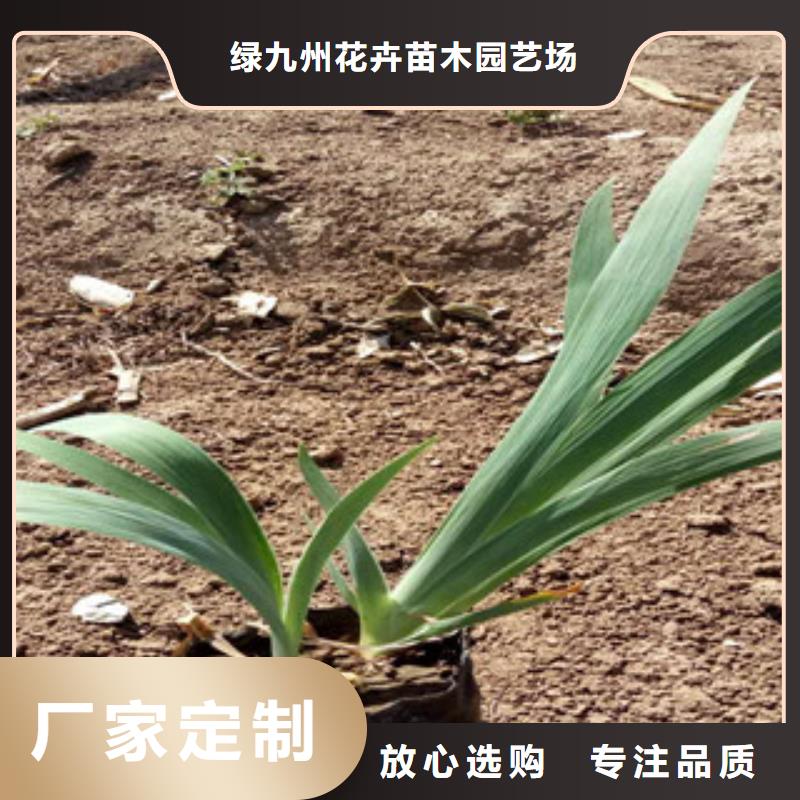 花海景观-鲁冰花/粉黛乱子草诚信厂家