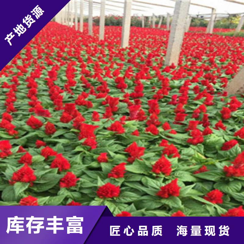 【花海景观花海景观工程用心做好每一件产品】