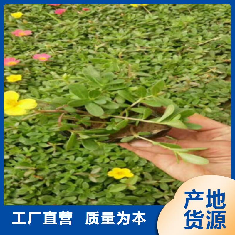 花海景观鲁冰花/粉黛乱子草出货及时