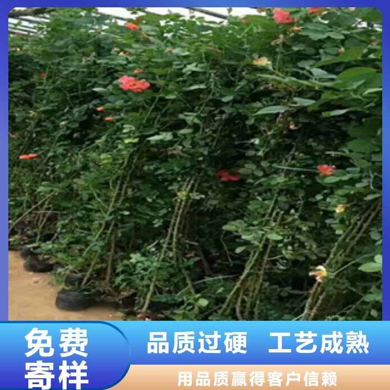 附近{绿九州}花海景观耐寒耐旱草花基地价格低