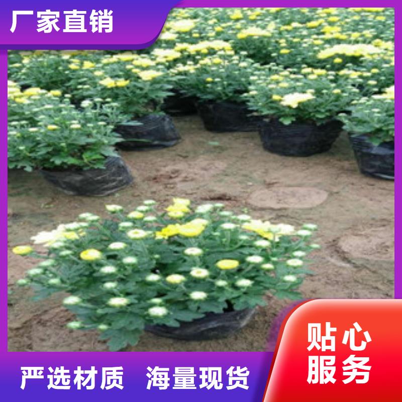 【花海景观花海景观工程用心做好每一件产品】