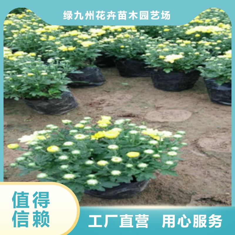 花海景观,水生植物/荷花睡莲省心又省钱