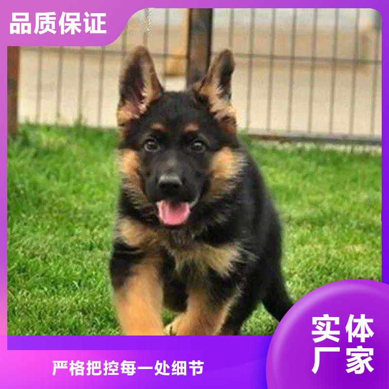 德国牧羊犬【比特犬】源头厂家来图定制