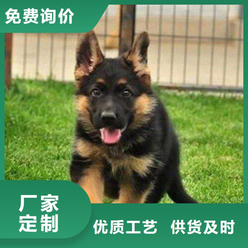 【德国牧羊犬】拉布拉多犬每个细节都严格把关