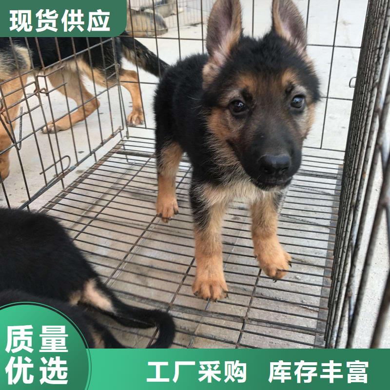 德国牧羊犬-【黑狼】国标检测放心购买