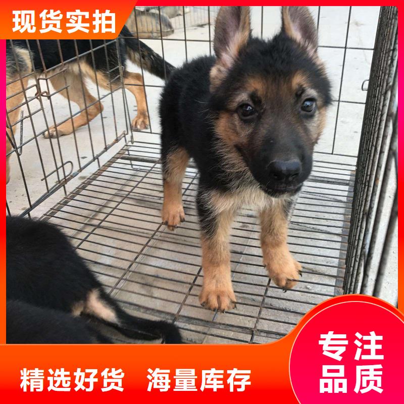 德国牧羊犬马犬专注质量