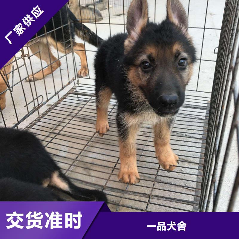 德国牧羊犬_德牧犬可定制