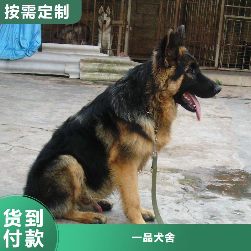 【德国牧羊犬马犬欢迎新老客户垂询】