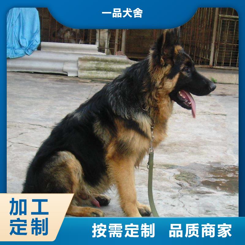 德国牧羊犬,【黑狼】库存丰富