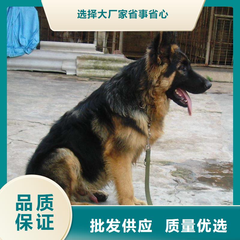 【德国牧羊犬】拉布拉多犬每个细节都严格把关