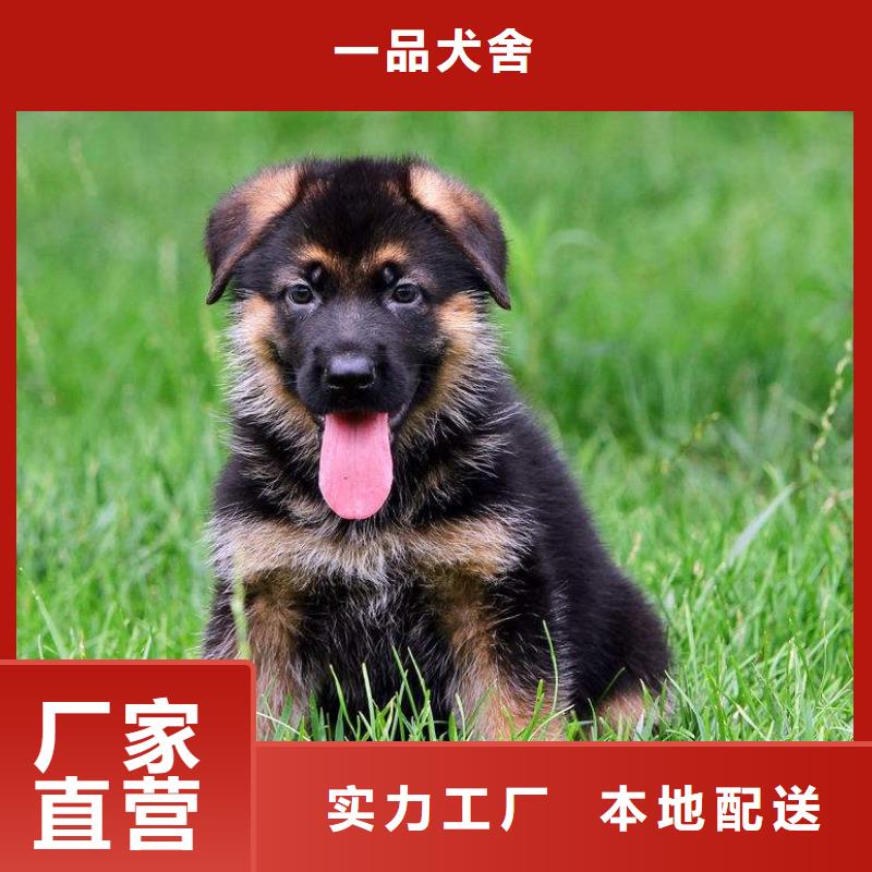 德国牧羊犬卡斯罗犬源头把关放心选购