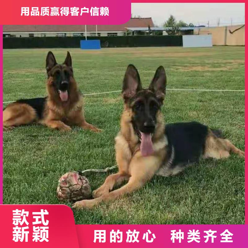 德国牧羊犬卡斯罗犬您身边的厂家