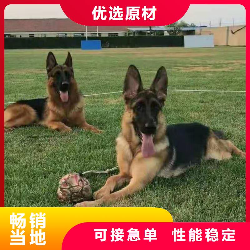 德国牧羊犬,【德牧犬】推荐商家