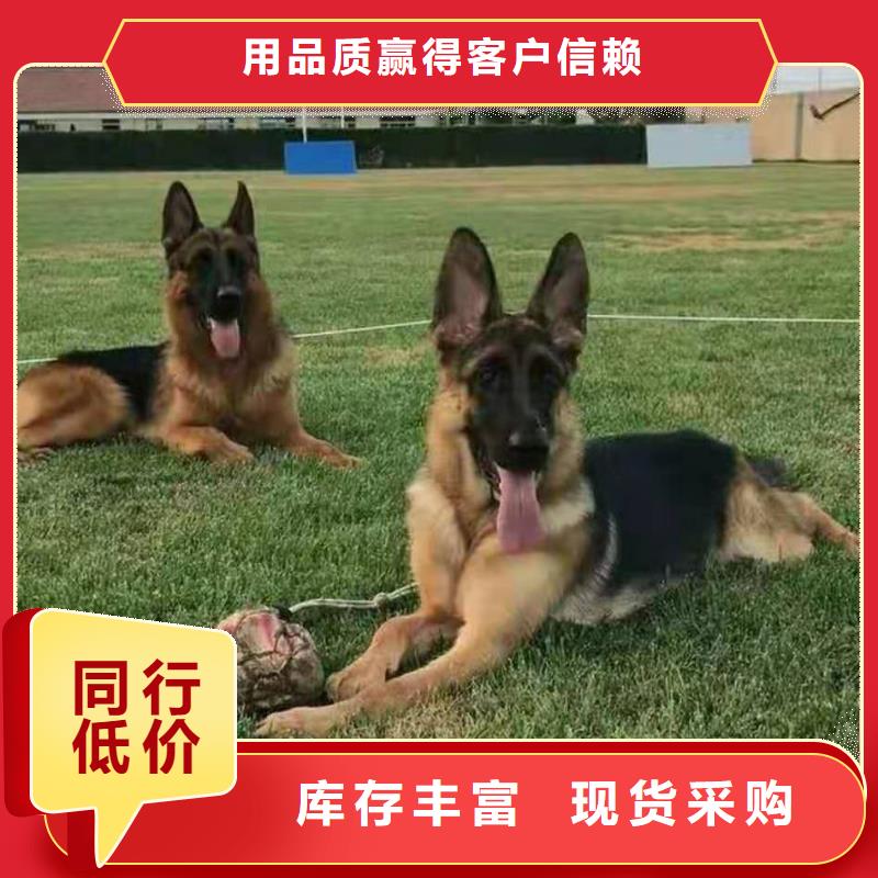 德国牧羊犬罗威纳犬价格地道