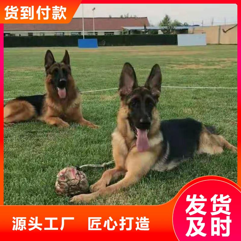 【德国牧羊犬】德牧犬支持大批量采购