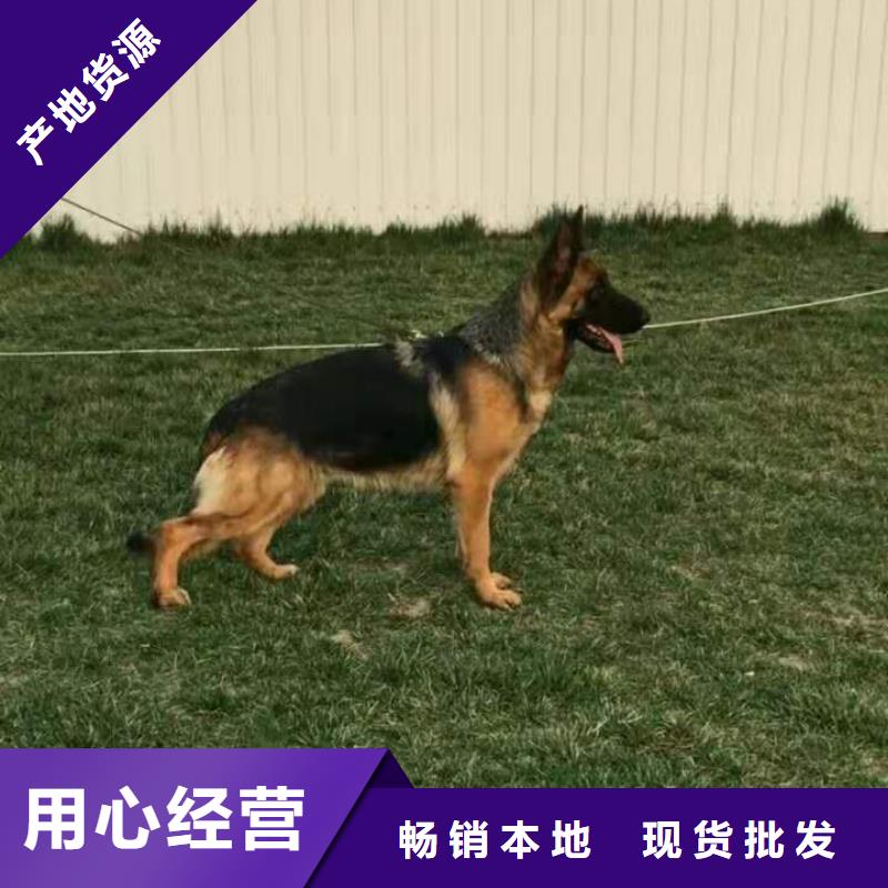 德国牧羊犬,【德牧犬】实体厂家大量现货