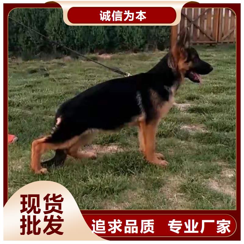 德国牧羊犬【杜宾犬】价格公道合理