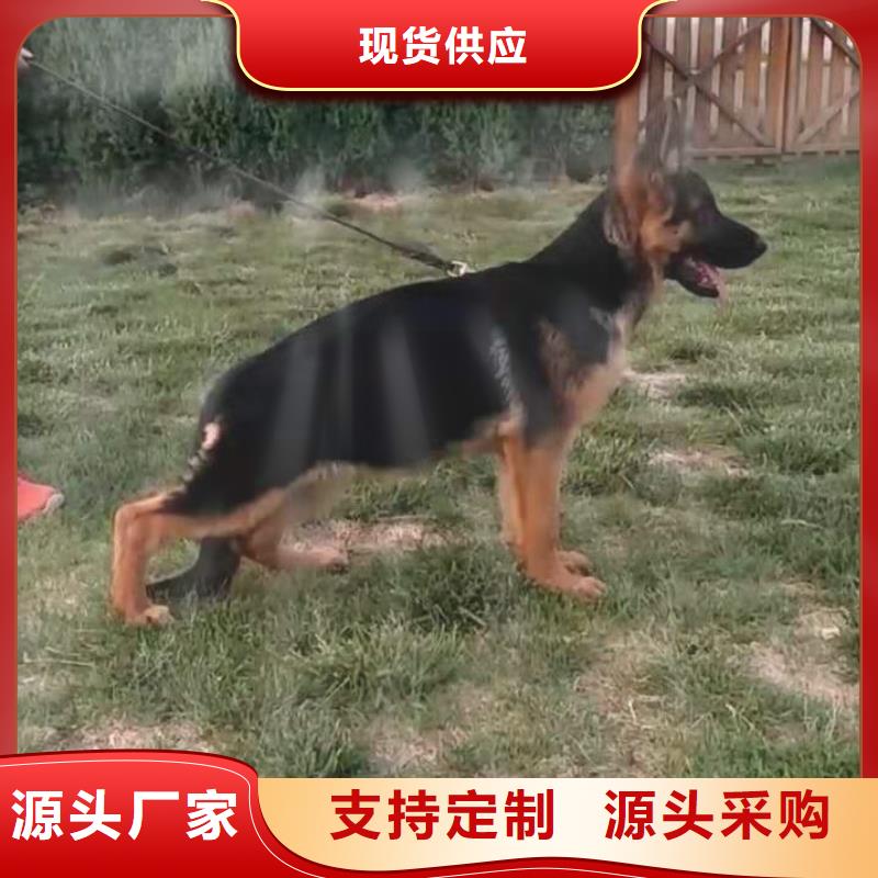 德国牧羊犬_德牧犬为您提供一站式采购服务