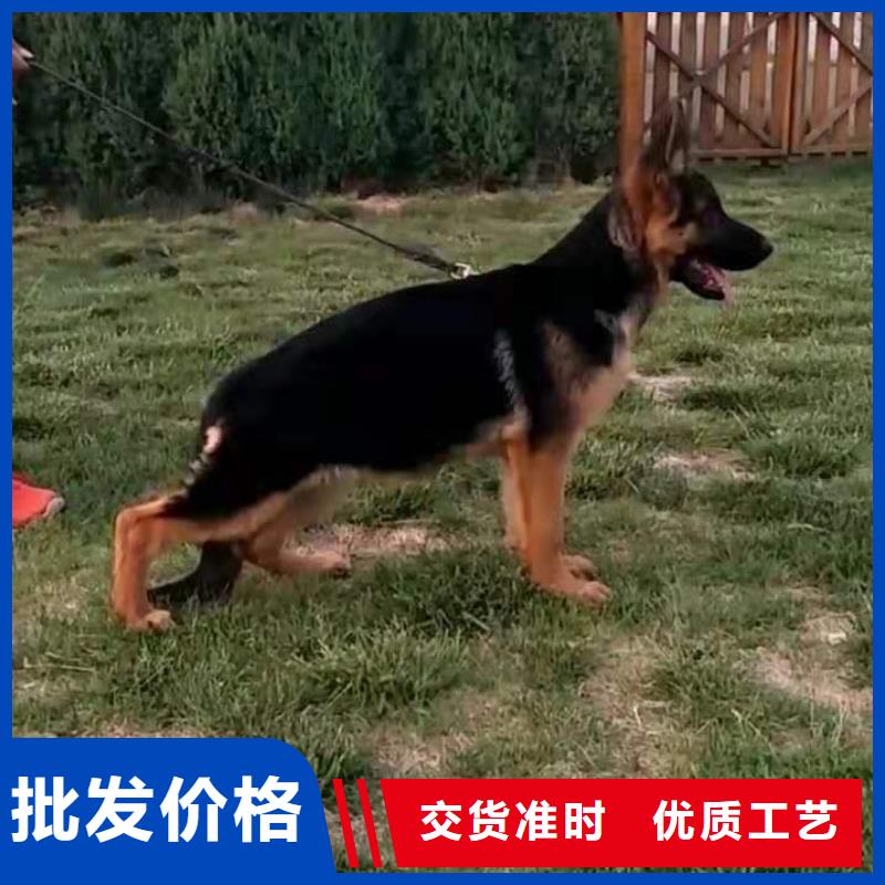 德国牧羊犬罗威纳犬打造行业品质