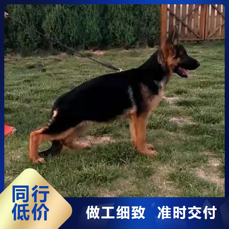 德国牧羊犬_德牧犬可定制