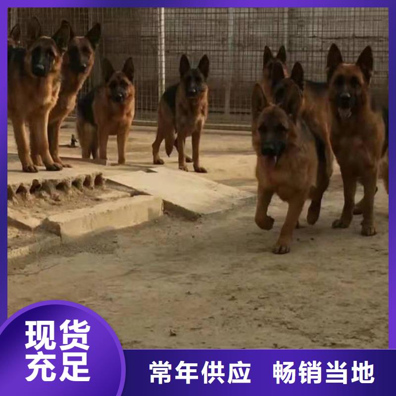 【德国牧羊犬罗威纳犬厂家直营】