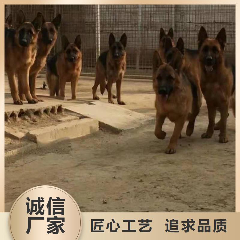 德国牧羊犬_德牧犬可定制