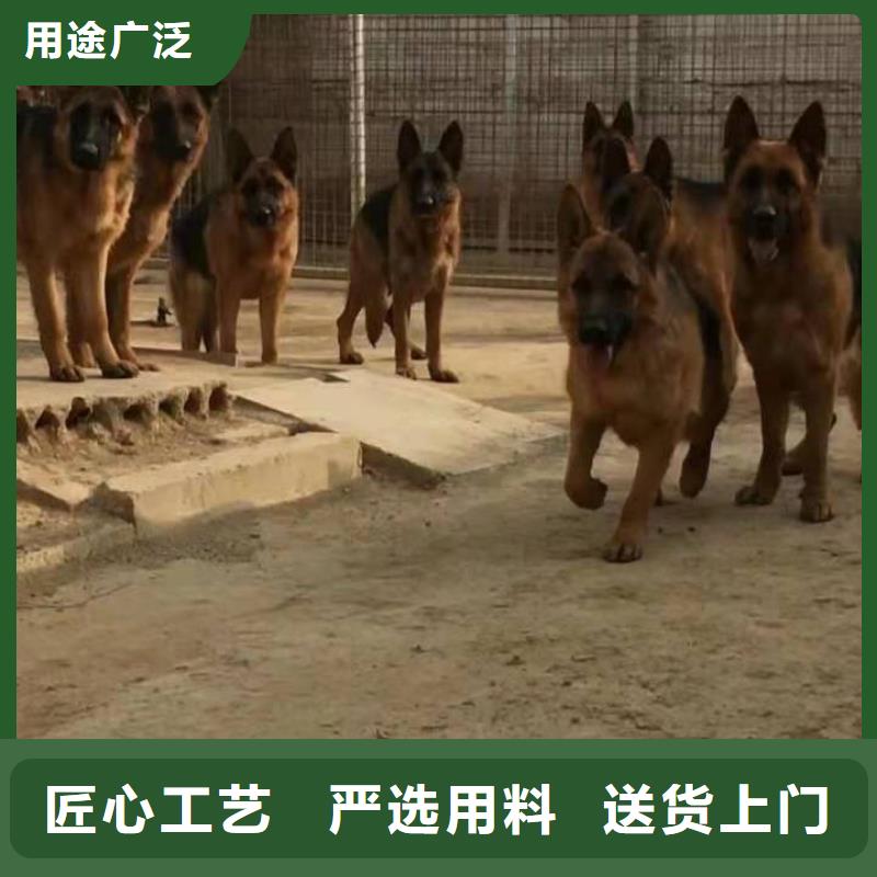 德国牧羊犬比特犬工厂采购