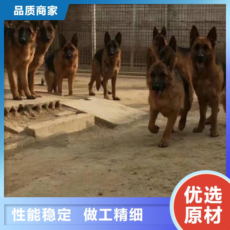 德国牧羊犬-罗威纳犬厂家直销供货稳定