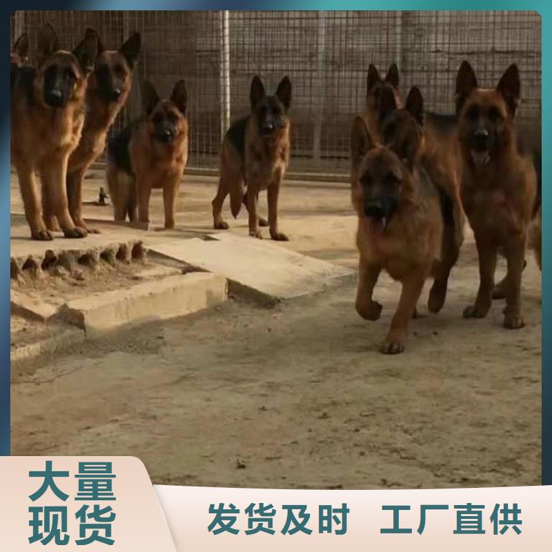 德国牧羊犬-【杜宾犬】型号全价格低