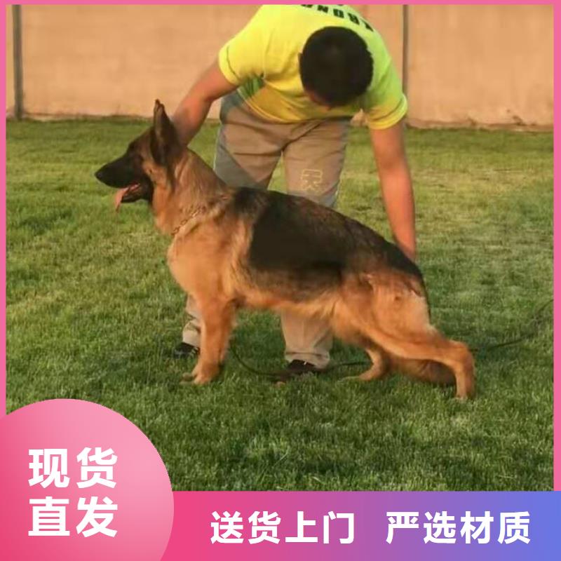 德国牧羊犬【卡斯罗犬】生产厂家