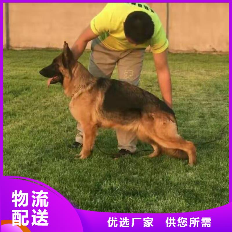 德国牧羊犬德牧犬免费询价