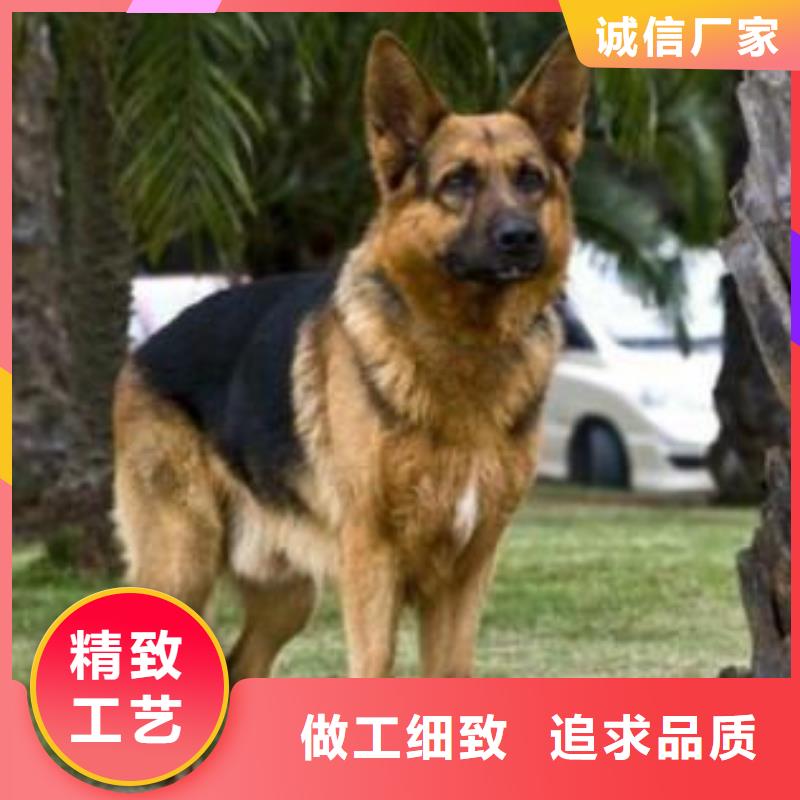 德国牧羊犬_黑狼出货快