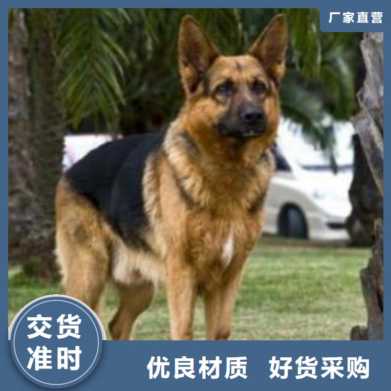 德国牧羊犬,【黑狼】库存丰富