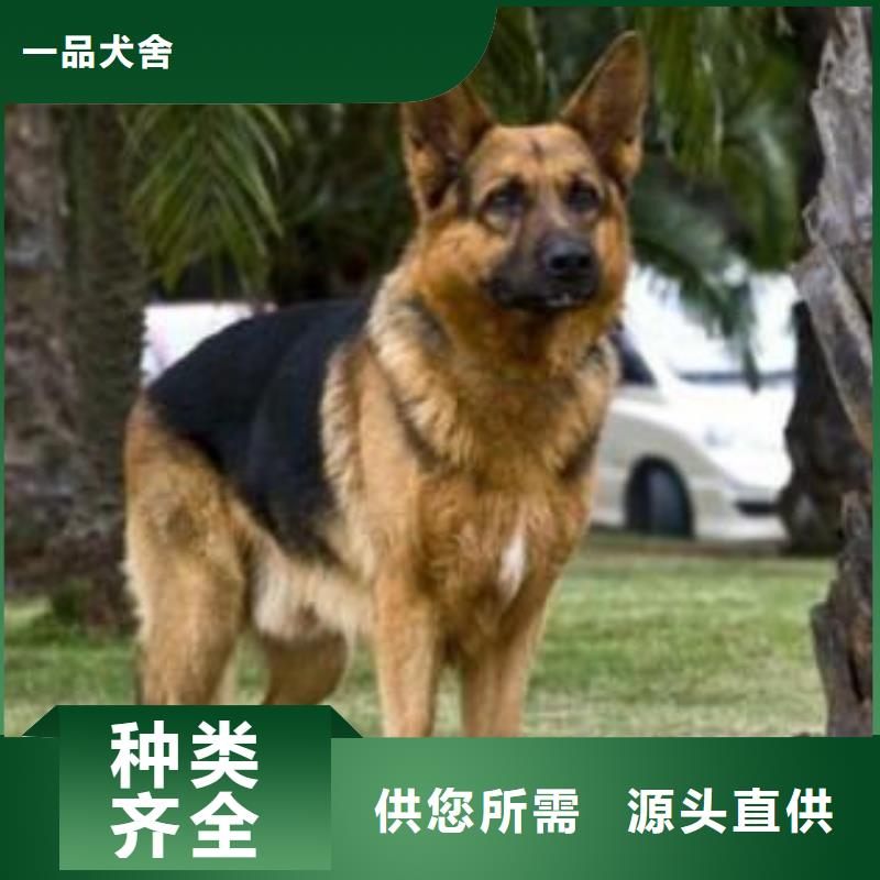 德国牧羊犬马犬实地大厂