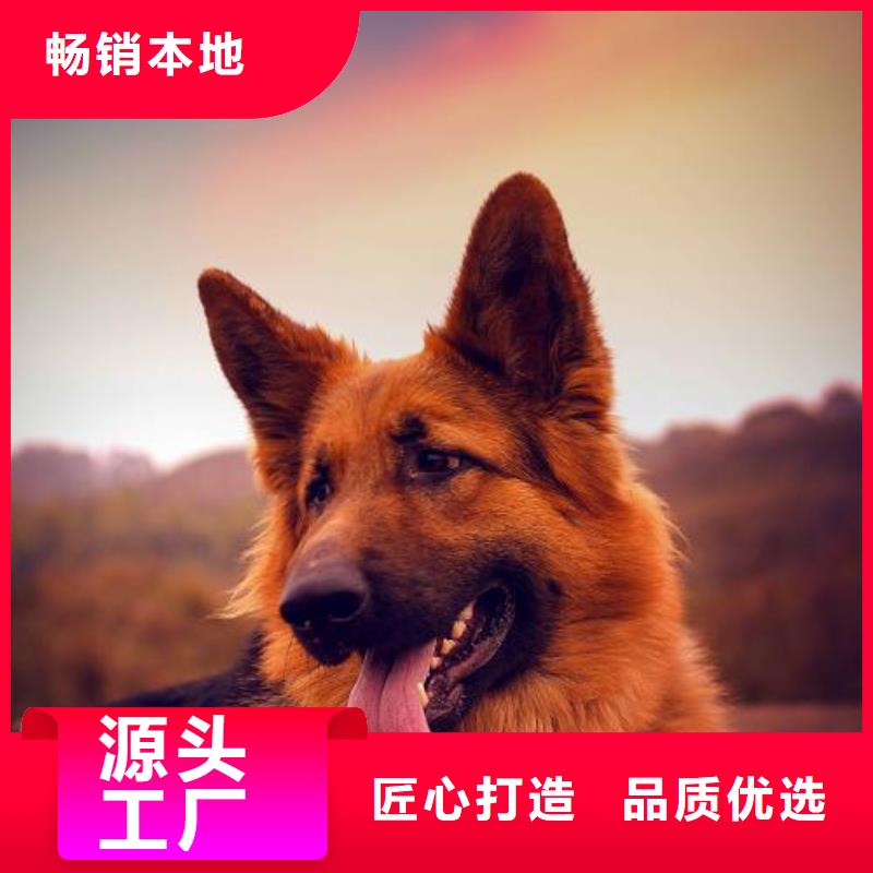 【德国牧羊犬】德牧犬工期短发货快