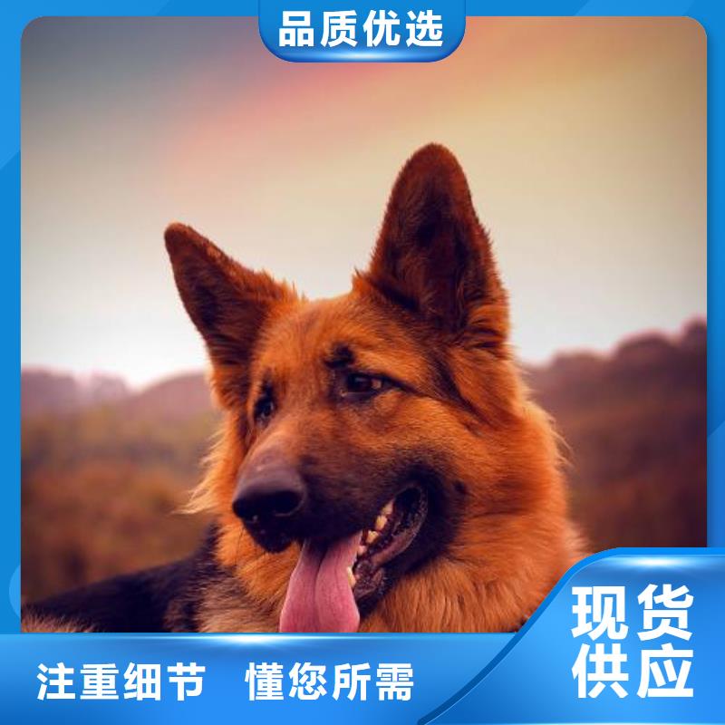 德国牧羊犬杜高犬订购