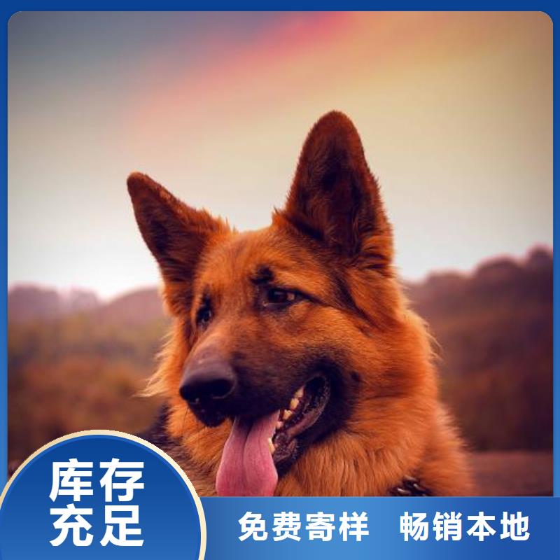 【德国牧羊犬】-德牧犬支持定制加工