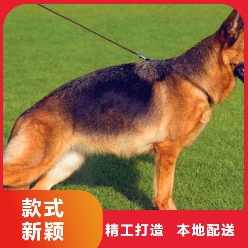 德国牧羊犬黑狼快捷的物流配送