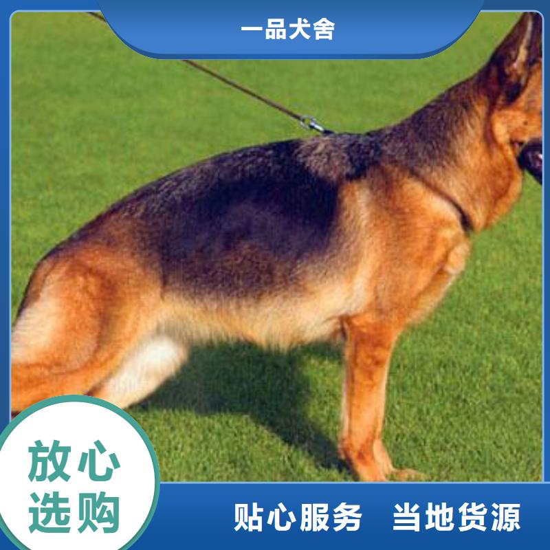 【德国牧羊犬】德牧犬支持大批量采购