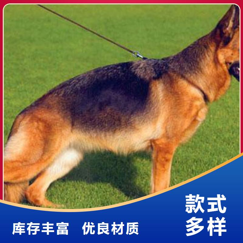 德国牧羊犬【杜宾犬】价格公道合理