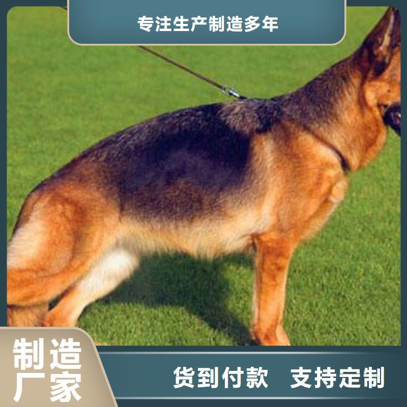 德国牧羊犬,【黑狼】库存丰富