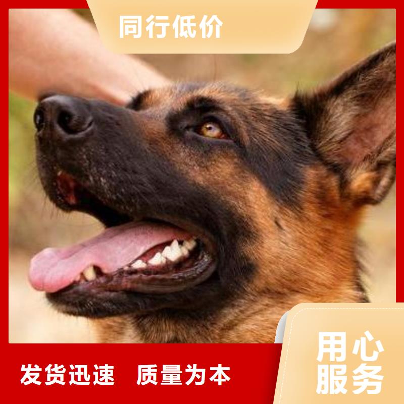 德国牧羊犬卡斯罗犬现货交易