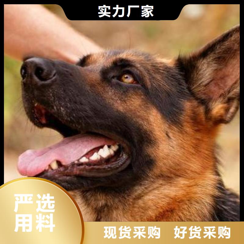 【德国牧羊犬】马犬厂家定制