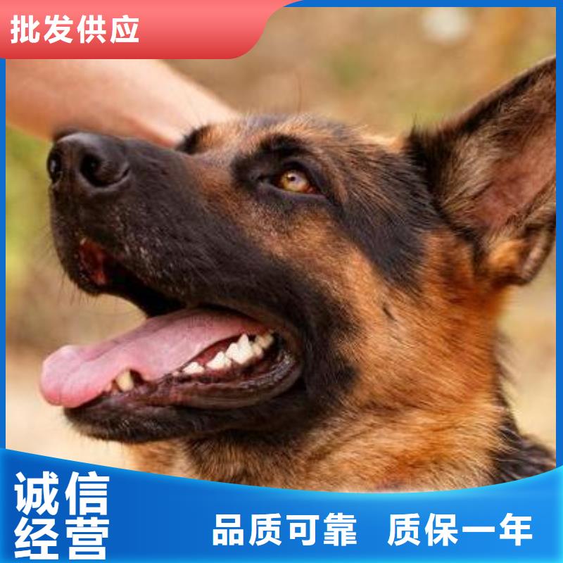 德国牧羊犬【卡斯罗犬】生产厂家