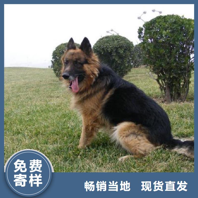 德国牧羊犬高加索犬服务周到